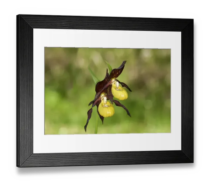 Framed Print : Yellow Ladys Slipper -Cypripedium calceolus-, Canton of Schwyz, Switzerland Framed Print : Yellow Ladys Slipper -Cypripedium calceolus-, Canton of Schwyz, Switzerland