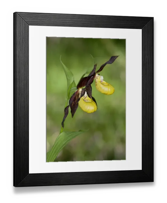 Framed Print : Yellow Ladys Slipper or Ladys Slipper Orchid -Cypripedium calceolus-, Canton of Schwyz, Switzerland