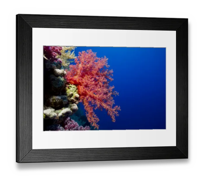 Framed Print : Soft Coral -Alcyonacea-, Red Sea, Egypt Framed Print : Soft Coral -Alcyonacea-, Red Sea, Egypt