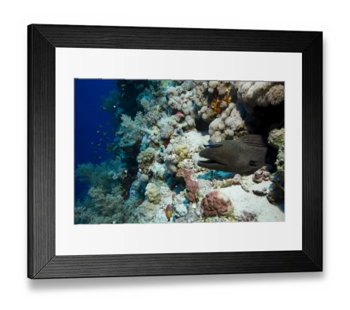 Framed Print : Giant Moray -Gymnothorax javanicus-, Red Sea, Egypt Framed Print : Giant Moray -Gymnothorax javanicus-, Red Sea, Egypt