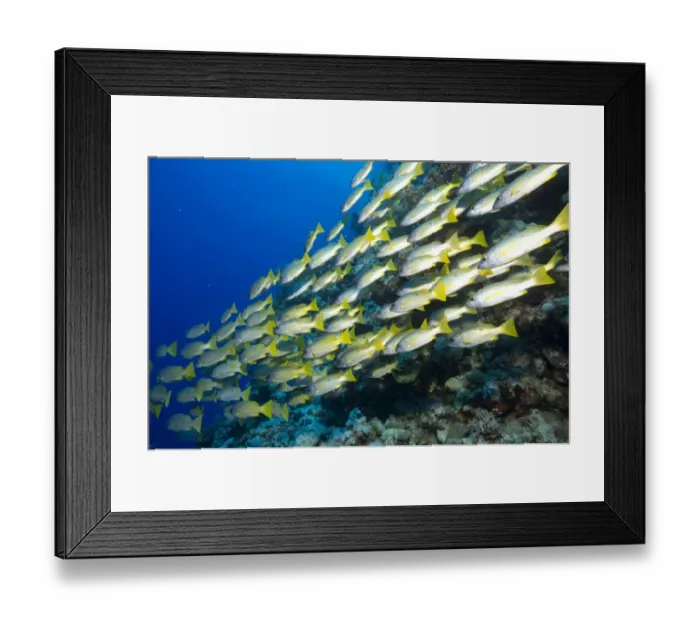 Framed Print : Shoal of Ehrenbergs Snapper or Blackspot Snapper -Lutjanus ehrenbergi-, Red Sea, Egypt Framed Print : Shoal of Ehrenbergs Snapper or Blackspot Snapper -Lutjanus ehrenbergi-, Red Sea, Egypt