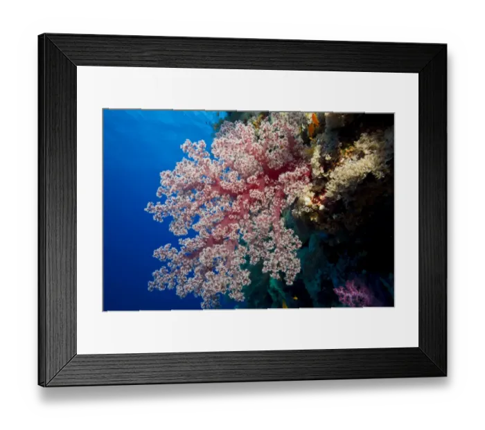 Framed Print : Soft Coral -Alcyonacea-, Red Sea, Egypt Framed Print : Soft Coral -Alcyonacea-, Red Sea, Egypt