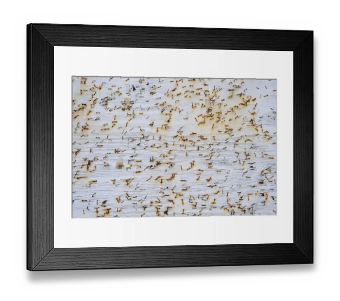 Framed Print : Rusty staples on a wooden board, Faroe Islands, Faroe Islands, Denmark