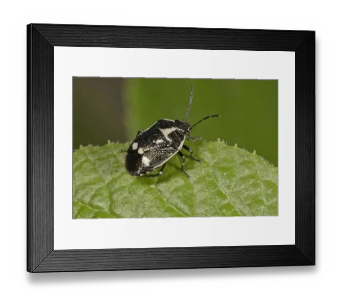 Framed Print : Cabbage Bug -Eurydema oleraceum-, Untergroningen, Abtsgmuend, Baden-Wurttemberg, Germany Framed Print : Cabbage Bug -Eurydema oleraceum-, Untergroningen, Abtsgmuend, Baden-Wurttemberg, Germany