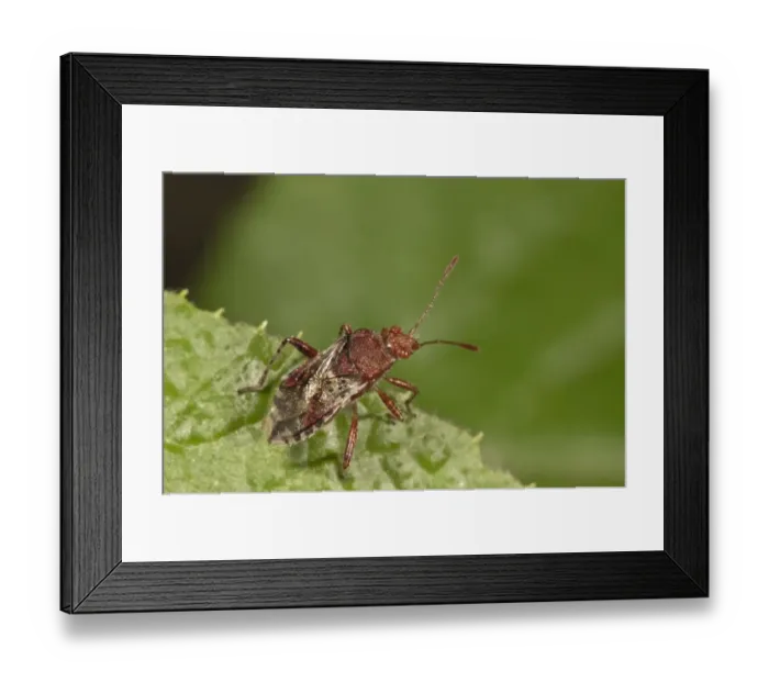 Framed Print : Scentless Plant Bug -Rhopalus subrufus-, Untergroningen, Abtsgmuend, Baden-Wurttemberg, Germany Framed Print : Scentless Plant Bug -Rhopalus subrufus-, Untergroningen, Abtsgmuend, Baden-Wurttemberg, Germany