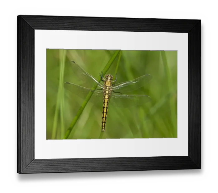 Framed Print : Black-tailed Skimmer -Orthetrum cancellatum-, juvenile, female, Canton of Geneva, Switzerland Framed Print : Black-tailed Skimmer -Orthetrum cancellatum-, juvenile, female, Canton of Geneva, Switzerland