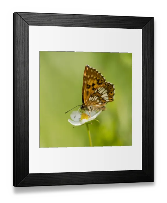 Framed Print : Duke of Burgundy Fritillary -Hamearis lucina-, feeding on nectar, Thuringia, Germany Framed Print : Duke of Burgundy Fritillary -Hamearis lucina-, feeding on nectar, Thuringia, Germany