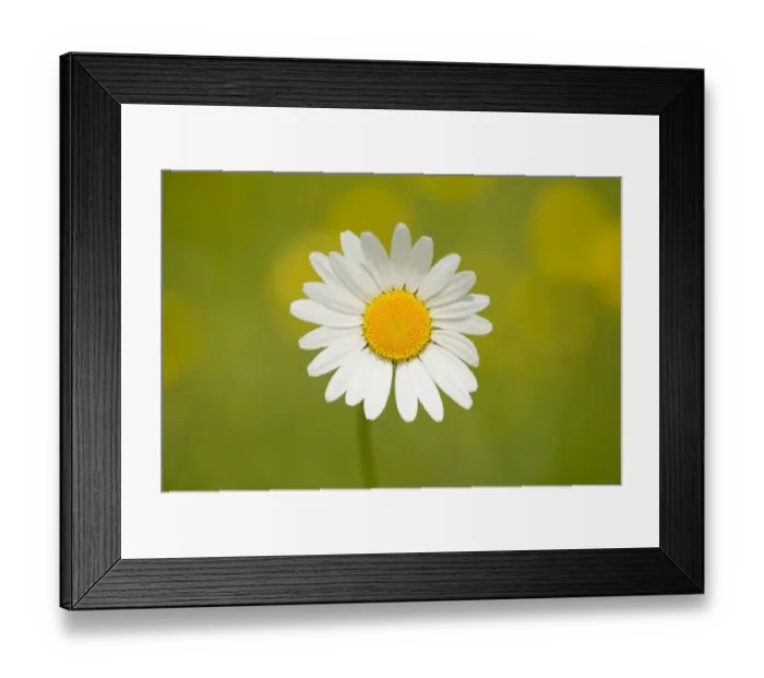 Framed Print : Oxeye Daisy -Leucanthemum vulgare-, flower, Thuringia, Germany Framed Print : Oxeye Daisy -Leucanthemum vulgare-, flower, Thuringia, Germany