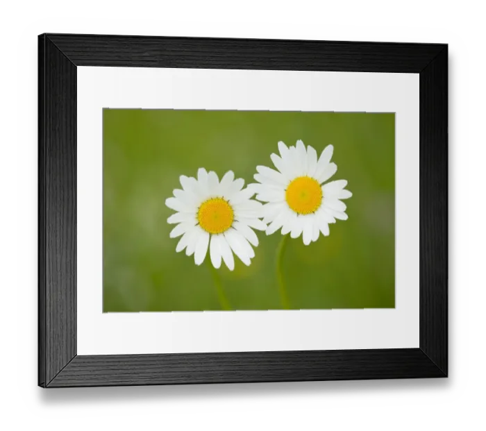 Framed Print : Oxeye Daisy -Leucanthemum vulgare-, flowers, Thuringia, Germany Framed Print : Oxeye Daisy -Leucanthemum vulgare-, flowers, Thuringia, Germany