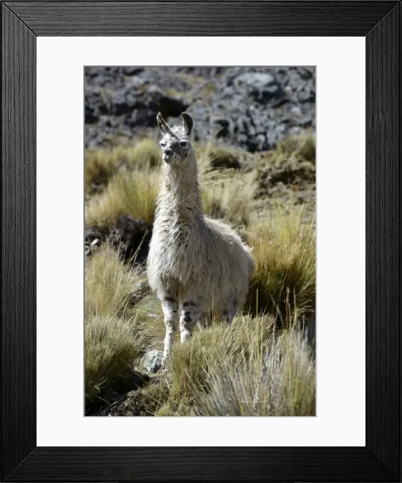Framed Print : Llama -Lama glama- standing in the Andean Highlands, Altiplano, Department of La Paz, Bolivia Framed Print : Llama -Lama glama- standing in the Andean Highlands, Altiplano, Department of La Paz, Bolivia