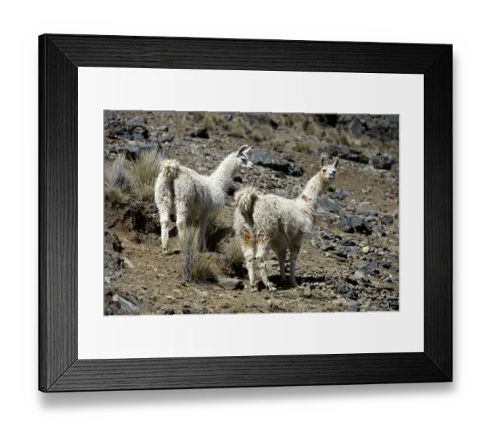 Framed Print : Two Llamas -Lama glama- standing in the Andean Highlands, Altiplano, Department of La Paz, Bolivia Framed Print : Two Llamas -Lama glama- standing in the Andean Highlands, Altiplano, Department of La Paz, Bolivia