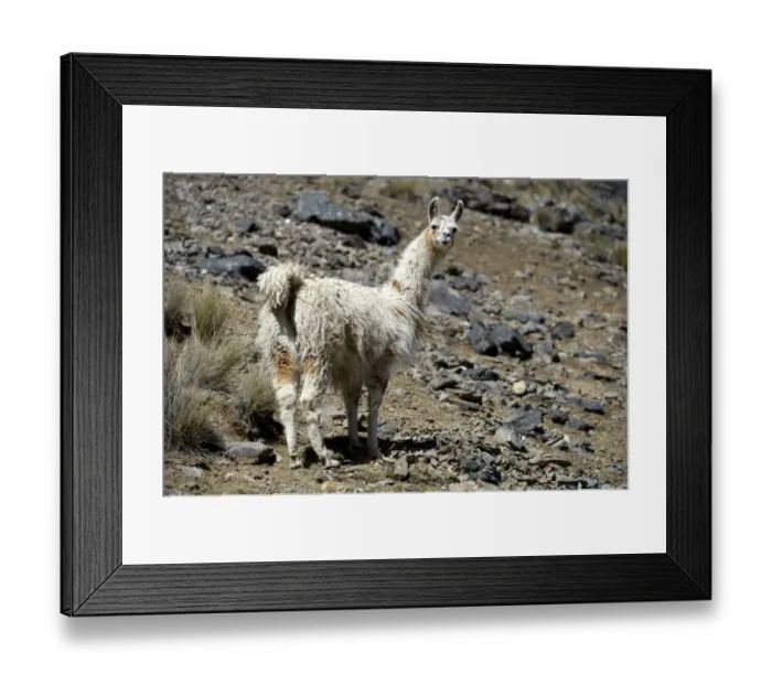 Framed Print : Llama -Lama glama- standing in the Andean Highlands, Altiplano, Department of La Paz, Bolivia Framed Print : Llama -Lama glama- standing in the Andean Highlands, Altiplano, Department of La Paz, Bolivia