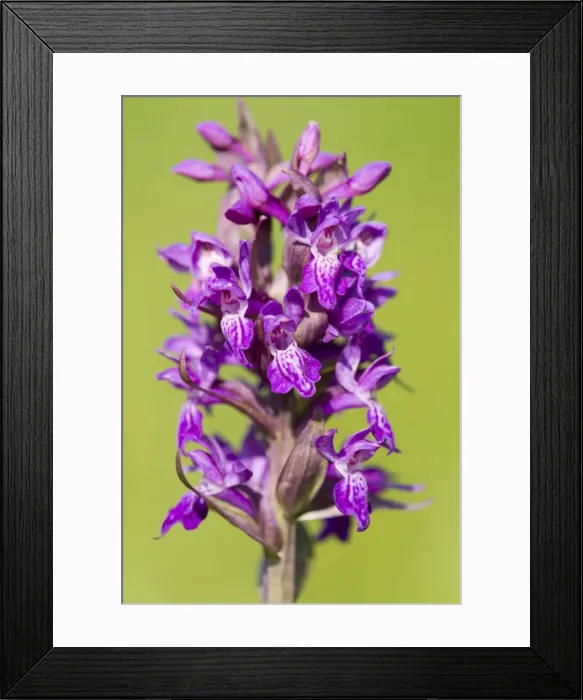 Framed Print : Marsh Orchid -Dactylorhiza majalis-, flowering, Thuringia, Germany