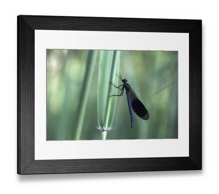 Framed Print : Banded Demoiselle -Calopteryx splendens-, male, Ummendorfer Ried Nature Reserve, Ummendorf, Upper Swabia, Baden-Wurttemberg, Germany