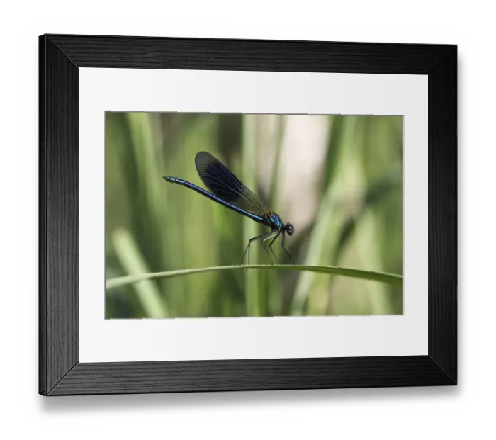 Framed Print : Beautiful Demoiselle -Calopteryx virgo-, male, Ummendorfer Ried Nature Reserve, Ummendorf, Upper Swabia, Baden-Wurttemberg, Germany Framed Print : Beautiful Demoiselle -Calopteryx virgo-, male, Ummendorfer Ried Nature Reserve, Ummendorf, Upper Swabia, Baden-Wurttemberg, Germany