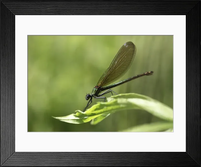 Framed Print : Beautiful Demoiselle -Calopteryx virgo-, female, Ummendorfer Ried Nature Reserve, Ummendorf, Upper Swabia, Baden-Wurttemberg, Germany Framed Print : Beautiful Demoiselle -Calopteryx virgo-, female, Ummendorfer Ried Nature Reserve, Ummendorf, Upper Swabia, Baden-Wurttemberg, Germany