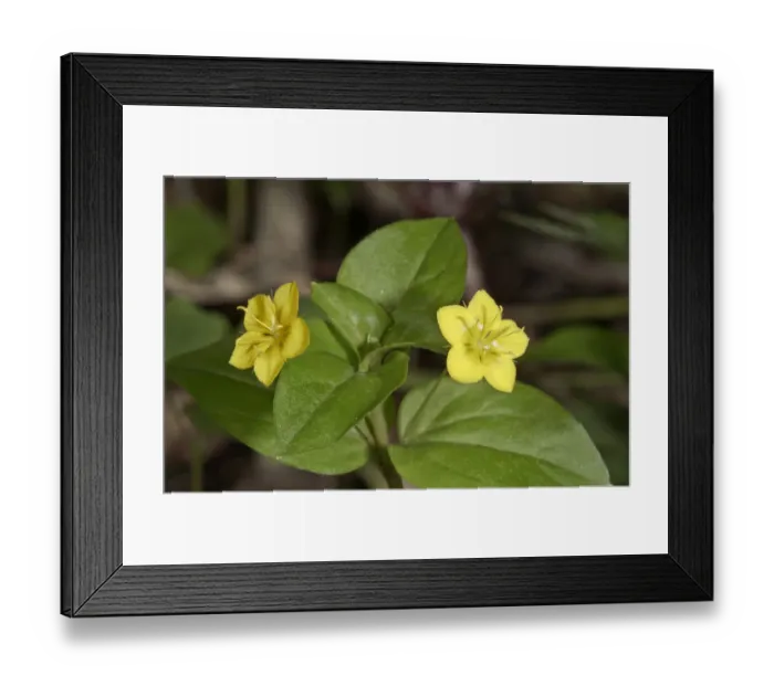 Framed Print : Yellow Pimpernel -Lysimachia nemorum-, Untergroningen, Abtsgmuend, Baden-Wurttemberg, Germany Framed Print : Yellow Pimpernel -Lysimachia nemorum-, Untergroningen, Abtsgmuend, Baden-Wurttemberg, Germany