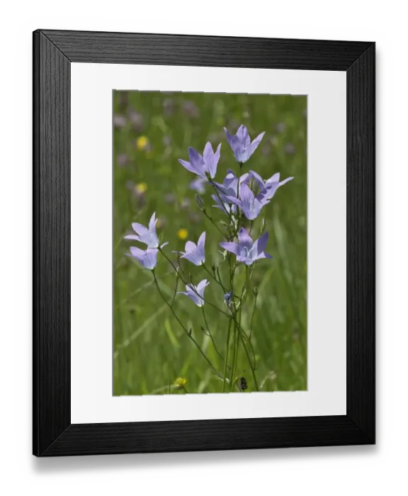 Framed Print : Spreading Bellflower -Campanula patula-, Untergroningen, Abtsgmuend, Baden-Wurttemberg, Germany