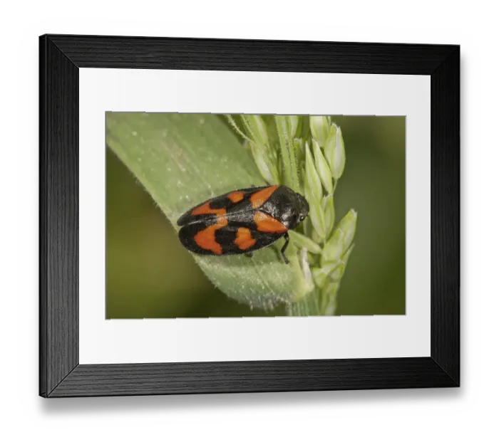 Framed Print : Black-and-red Froghopper -Cercopis vulnerata-, Untergroningen, Abtsgmuend, Baden-Wurttemberg, Germany Framed Print : Black-and-red Froghopper -Cercopis vulnerata-, Untergroningen, Abtsgmuend, Baden-Wurttemberg, Germany