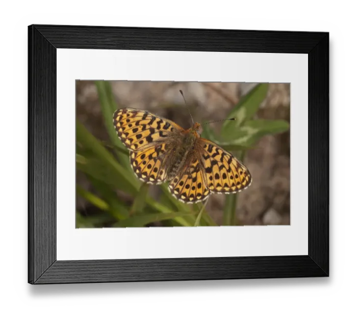 Framed Print : Pearl-bordered Fritillary butterfly -Boloria euphrosyne, Clossiana euphrosyne-, Untergroningen, Abtsgmuend, Baden-Wurttemberg, Germany Framed Print : Pearl-bordered Fritillary butterfly -Boloria euphrosyne, Clossiana euphrosyne-, Untergroningen, Abtsgmuend, Baden-Wurttemberg, Germany