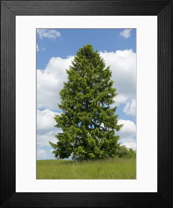 Framed Print : Norway Spruce -Picea abies-, Thuringia, Germany Framed Print : Norway Spruce -Picea abies-, Thuringia, Germany