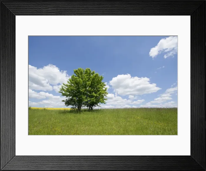 Framed Print : Field Maple -Acer campestre-, Thuringia, Germany Framed Print : Field Maple -Acer campestre-, Thuringia, Germany