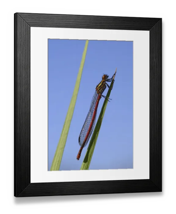 Framed Print : Large Red Damselfly -Pyrrhosoma nymphula-, male, Bavaria, Germany Framed Print : Large Red Damselfly -Pyrrhosoma nymphula-, male, Bavaria, Germany