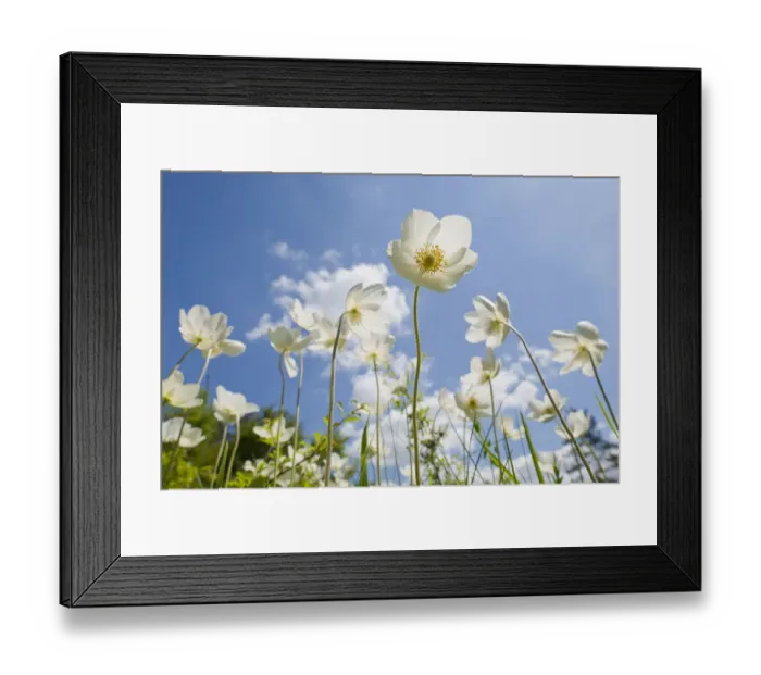 Framed Print : Snowdrop Anemones -Anemone sylvestris- flowers against a blue sky, Thuringia, Germany Framed Print : Snowdrop Anemones -Anemone sylvestris- flowers against a blue sky, Thuringia, Germany