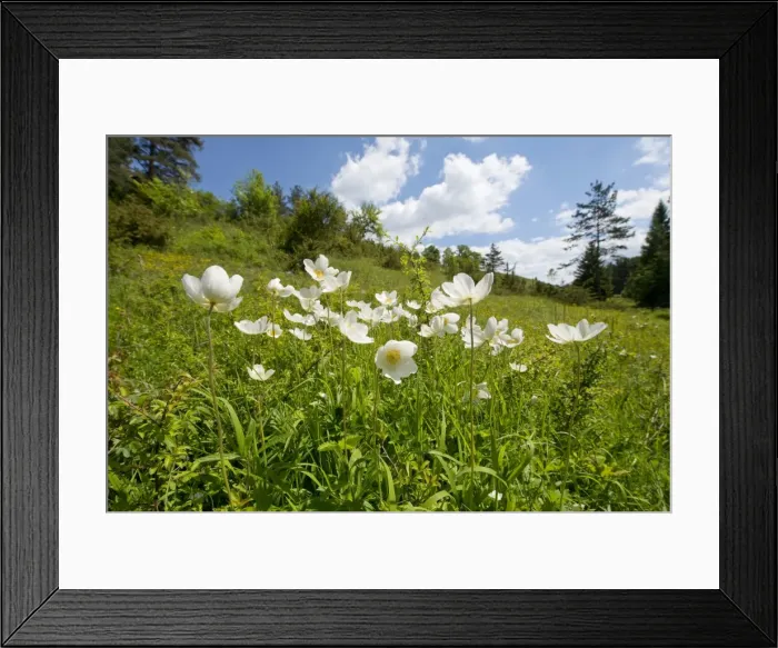 Framed Print : Snowdrop Anemones -Anemone sylvestris-, flowers, Thuringia, Germany Framed Print : Snowdrop Anemones -Anemone sylvestris-, flowers, Thuringia, Germany