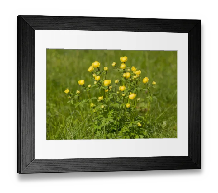 Framed Print : Globe Flower -Trollius europaeus-, flowering on a meadow, Thuringia, Germany Framed Print : Globe Flower -Trollius europaeus-, flowering on a meadow, Thuringia, Germany