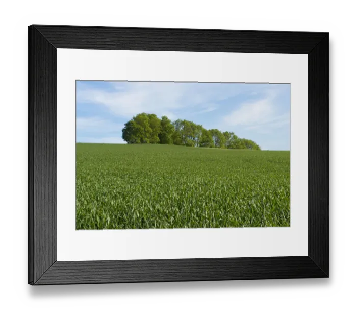 Framed Print : Wheat field and a grove, Thuringia, Germany Framed Print : Wheat field and a grove, Thuringia, Germany
