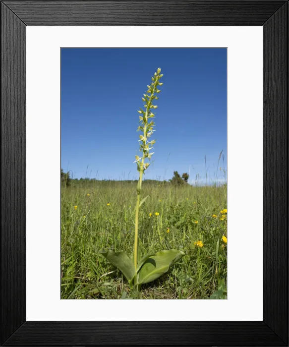 Framed Print : Greater Butterfly-orchid -Platanthera chlorantha-, Thuringia, Germany Framed Print : Greater Butterfly-orchid -Platanthera chlorantha-, Thuringia, Germany