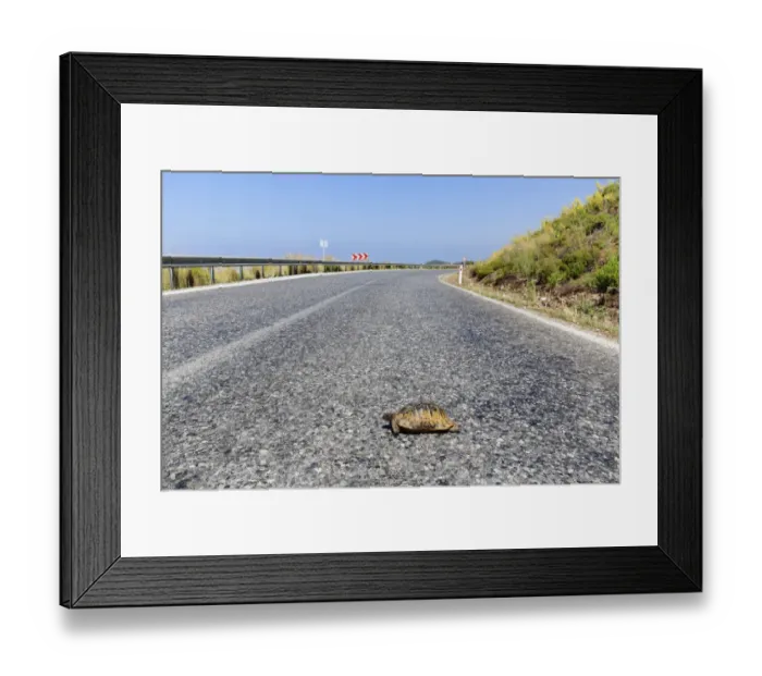 Framed Print : Spur-thighed tortoise -Testudo graeca- on road, Gazipasa, Antalya province, Turkey Framed Print : Spur-thighed tortoise -Testudo graeca- on road, Gazipasa, Antalya province, Turkey
