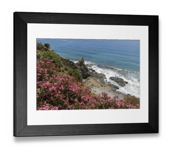 Framed Print : Flowering oleander -Nerium oleander- on the coast, Turkish Riviera, Alanya, Antalya province, Cilicia, Turkey Framed Print : Flowering oleander -Nerium oleander- on the coast, Turkish Riviera, Alanya, Antalya province, Cilicia, Turkey