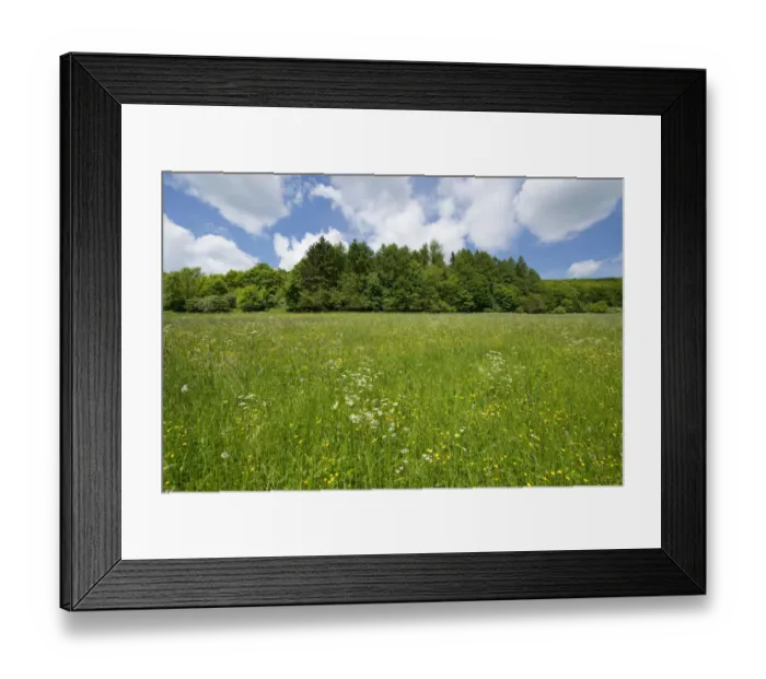 Framed Print : Flowering meadow, Thuringia, Germany Framed Print : Flowering meadow, Thuringia, Germany
