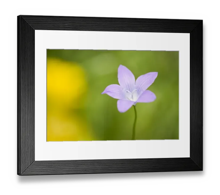 Framed Print : Spreading Bellflower -Campanula patula-, flowers, Thuringia, Germany Framed Print : Spreading Bellflower -Campanula patula-, flowers, Thuringia, Germany