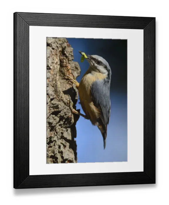 Framed Print : Eurasian Nuthatch -Sitta europaea-, perched on an oak tree, with caterpillar, North Rhine-Westphalia, Germany Framed Print : Eurasian Nuthatch -Sitta europaea-, perched on an oak tree, with caterpillar, North Rhine-Westphalia, Germany