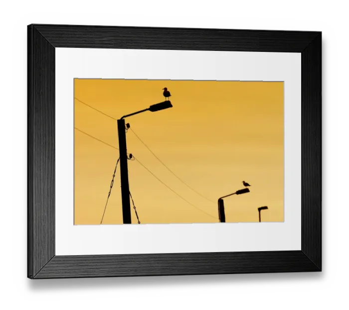 Framed Print : Seagulls on power poles, Vioareioi, Viooy, Faroe Islands, Denmark Framed Print : Seagulls on power poles, Vioareioi, Viooy, Faroe Islands, Denmark