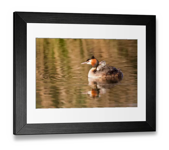 Framed Print : Great Crested Grebe -Podiceps cristatus- with chick in plumage, North Hesse, Hesse, Germany Framed Print : Great Crested Grebe -Podiceps cristatus- with chick in plumage, North Hesse, Hesse, Germany