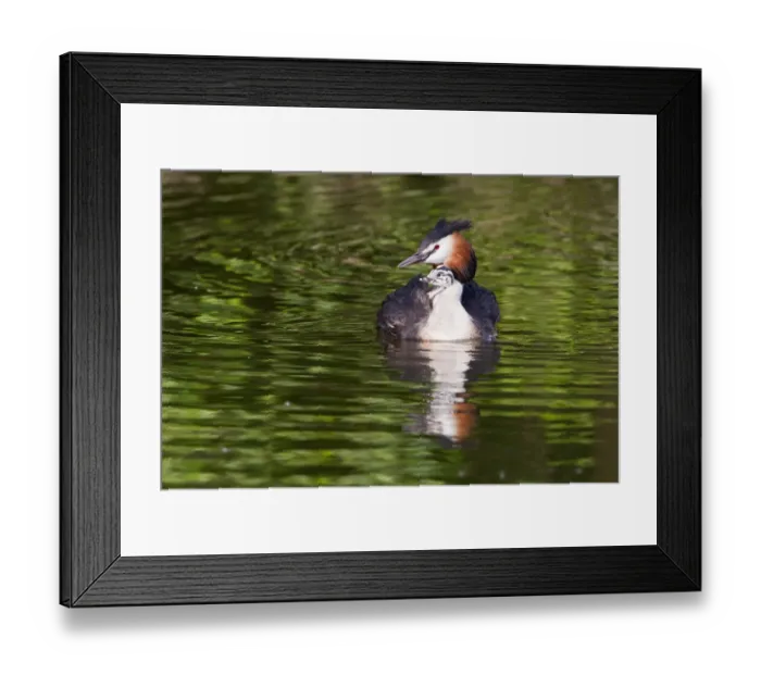 Framed Print : Great Crested Grebe -Podiceps cristatus- with chick in plumage, North Hesse, Hesse, Germany Framed Print : Great Crested Grebe -Podiceps cristatus- with chick in plumage, North Hesse, Hesse, Germany