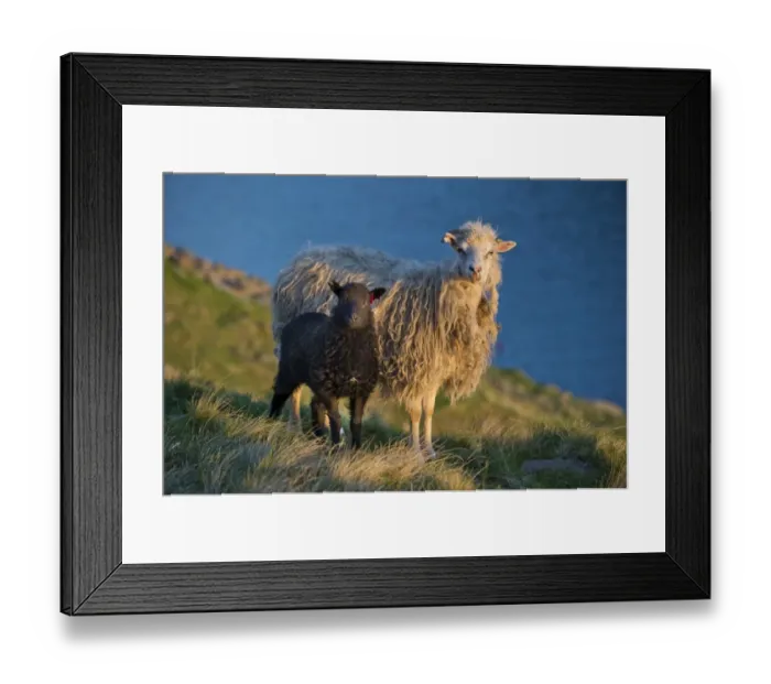 Framed Print : Ewe and lamb, Mykines, Faroe Islands, Denmark Framed Print : Ewe and lamb, Mykines, Faroe Islands, Denmark