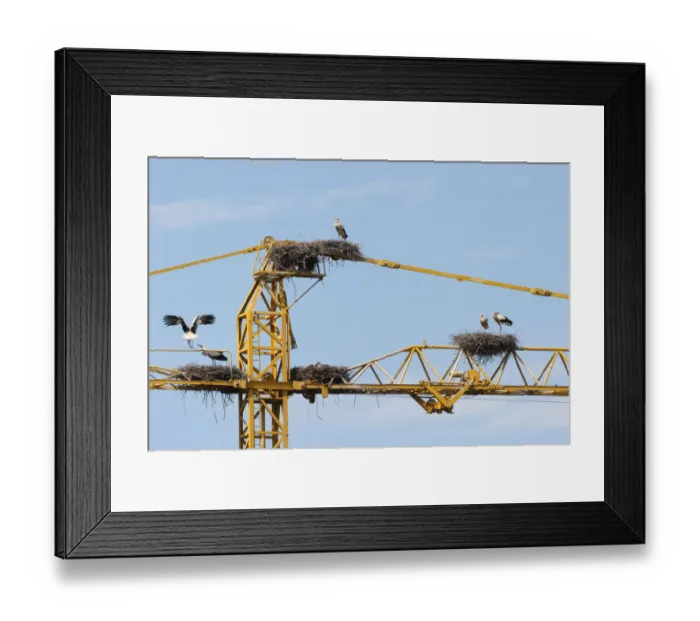 Framed Print : White storks -Ciconia ciconia- and white stork nests on the arm of a construction crane, Kirchheim, Unterallgau District, Bavaria, Germany Framed Print : White storks -Ciconia ciconia- and white stork nests on the arm of a construction crane, Kirchheim, Unterallgau District, Bavaria, Germany