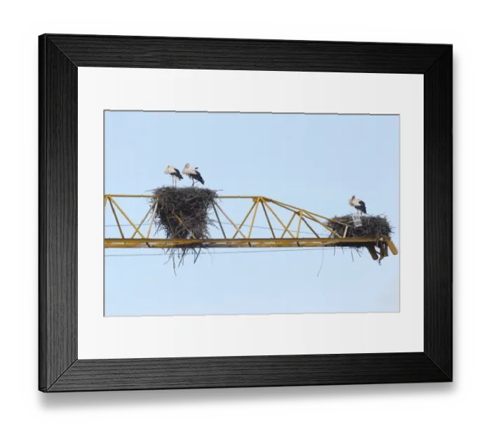 Framed Print : White storks -Ciconia ciconia- and white stork nests on the arm of a construction crane, Kirchheim, Unterallgau District, Bavaria, Germany Framed Print : White storks -Ciconia ciconia- and white stork nests on the arm of a construction crane, Kirchheim, Unterallgau District, Bavaria, Germany