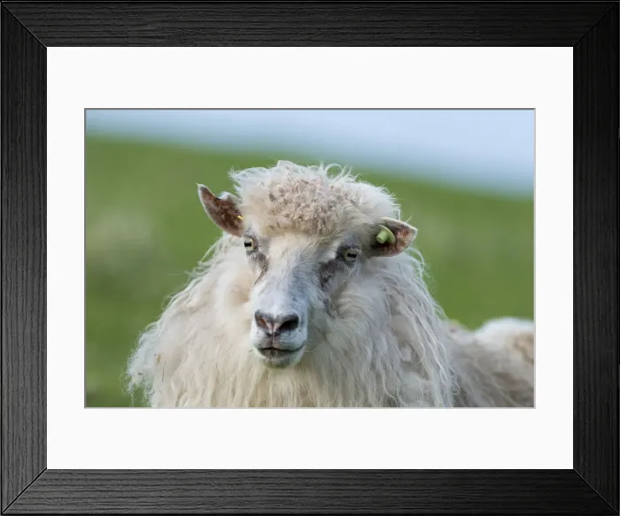 Framed Print : Sheep with an ear tag, Faroe Islands, Denmark Framed Print : Sheep with an ear tag, Faroe Islands, Denmark