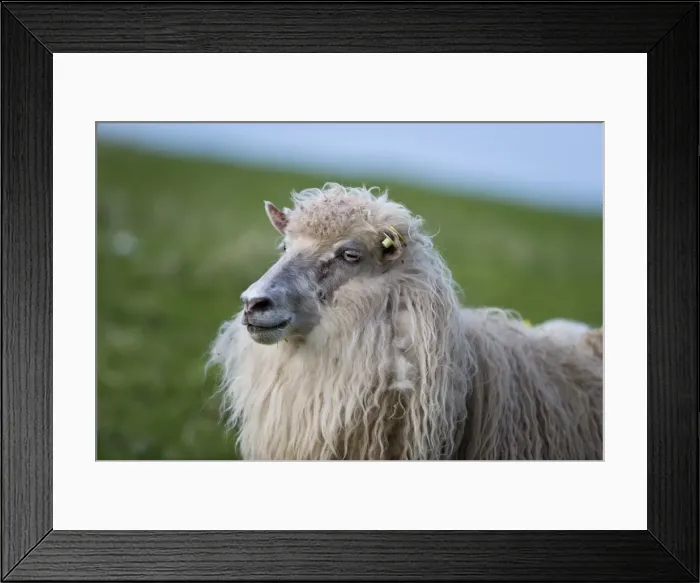 Framed Print : Sheep with an ear tag, Faroe Islands, Denmark Framed Print : Sheep with an ear tag, Faroe Islands, Denmark