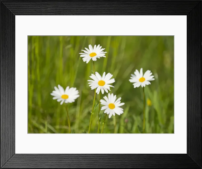 Framed Print : Ox-eye Daisies -Leucanthemum vulgare-, flowers, Thuringia, Germany Framed Print : Ox-eye Daisies -Leucanthemum vulgare-, flowers, Thuringia, Germany