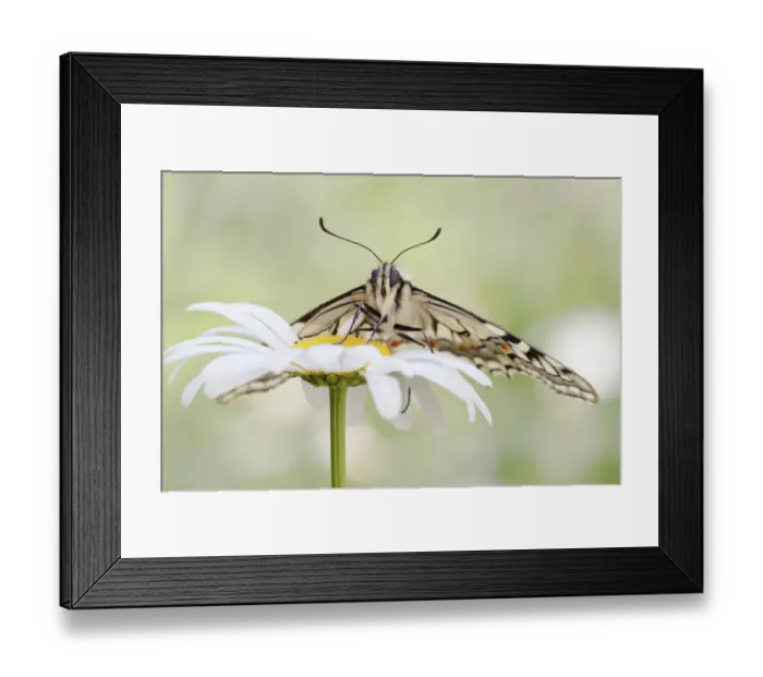 Framed Print : Old World Swallowtail -Papilio machaon- butterfly on a Marguerite, North Hesse, Hesse, Germany