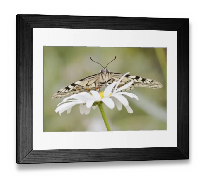 Framed Print : Old World Swallowtail -Papilio machaon- butterfly on a Marguerite, North Hesse, Hesse, Germany