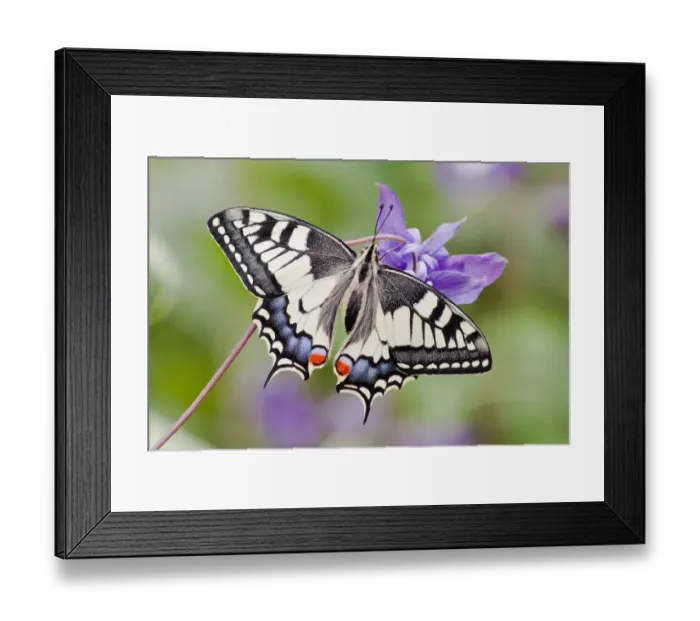 Framed Print : Old World Swallowtail -Papilio machaon- butterfly, view from above with spread wings, North Hesse, Hesse, Germany Framed Print : Old World Swallowtail -Papilio machaon- butterfly, view from above with spread wings, North Hesse, Hesse, Germany