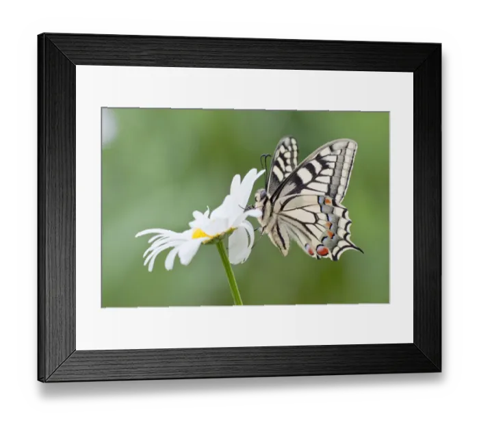 Framed Print : Old World Swallowtail -Papilio machaon- butterfly on a Marguerite, North Hesse, Hesse, Germany Framed Print : Old World Swallowtail -Papilio machaon- butterfly on a Marguerite, North Hesse, Hesse, Germany